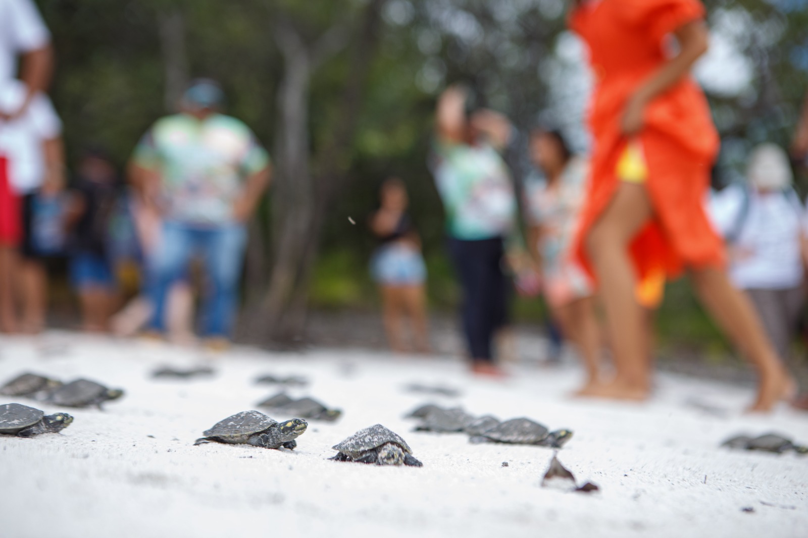 03 - 22ª Soltura de Quelônios da RDS do Uatumã - Foto_Lucas Silva - Amazonastur