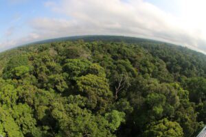 Imagem da notícia - Desmatamento no Amazonas tem maior queda do ano em novembro, aponta Imazon