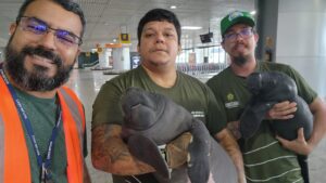 Imagem da notícia - Dois filhotes de peixes-bois são resgatados com apoio da Sema, em Parintins