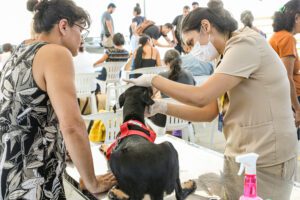 Imagem da notícia - Castramóvel da Sema Amazonas chega a Parintins no dia 7 de abril