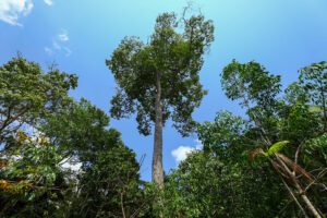 Imagem da notícia - Amazonas fecha 2023 com redução de 65% nos alertas de desmatamento e 7,6% nos focos de calor