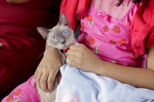 Imagem da notícia - Shopping Phelippe Daou recebe ações do Castramóvel entre 18 e 21 de janeiro