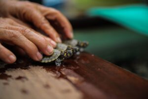 Imagem da notícia - Amazonas é o 1º da região Norte em Sustentabilidade Ambiental, segundo pesquisa