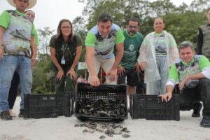 Imagem da notícia - Governador Wilson Lima participa da soltura de 20 mil filhotes de quelônios que foram devolvidos à natureza