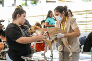 Imagem da notícia - Castramóvel do Governo do Amazonas realiza ação itinerante no shopping ViaNorte, em Manaus