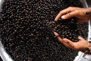 Imagem da notícia - Amazonas é o 1º estado da região Norte em Sustentabilidade Ambiental, segundo pesquisa