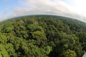 Imagem da notícia - Desmatamento cai 46,9% no Amazonas em um ano, aponta Inpe