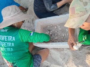 Imagem da notícia - Agentes Ambientais Voluntários iniciam coleta de ovos de quelônios em área de Acordo de Pesca no Rio Negro