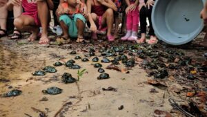 Imagem da notícia - RDS Puranga conquista devolve 250 quelônios à natureza na comunidade Bela Vista do Jaraqui