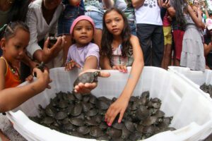 Imagem da notícia - Mais de 18 mil filhotes de quelônios são soltos na RDS do Uatumã