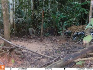 Imagem da notícia - Onça-pintada é registrada por armadilha fotográfica na RDS Rio Amapá