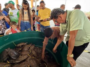 Imagem da notícia - Avanço histórico: Amazonas promove pela primeira vez venda legal de quelônios manejados em Carauari