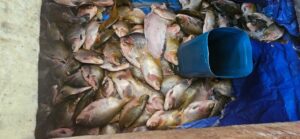 Imagem da notícia - Fiscalização integrada apreende 4,5 toneladas de pescado ilegal na RDS Piagaçu-Purus