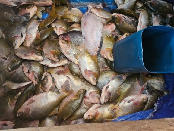 Fiscalização integrada apreende 4,5 toneladas de pescado ilegal na RDS Piagaçu-Purus