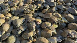 Imagem da notícia - Sema Amazonas promove soltura de 380 mil quelônios no Médio Juruá