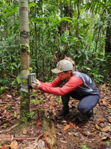 Sema instala câmeras trap em Unidades de Conservação da BR-319 para fortalecer monitorame…
