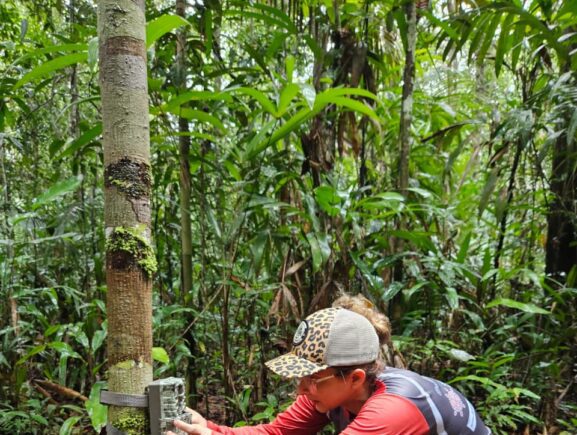 Sema instala câmeras trap em Unidades de Conservação da BR-319 para fortalecer monitorame…