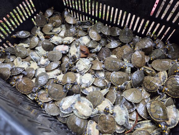 Mais de 56 mil filhotes de quelônios são soltos em comunidades da RDS do Uatumã em 2026