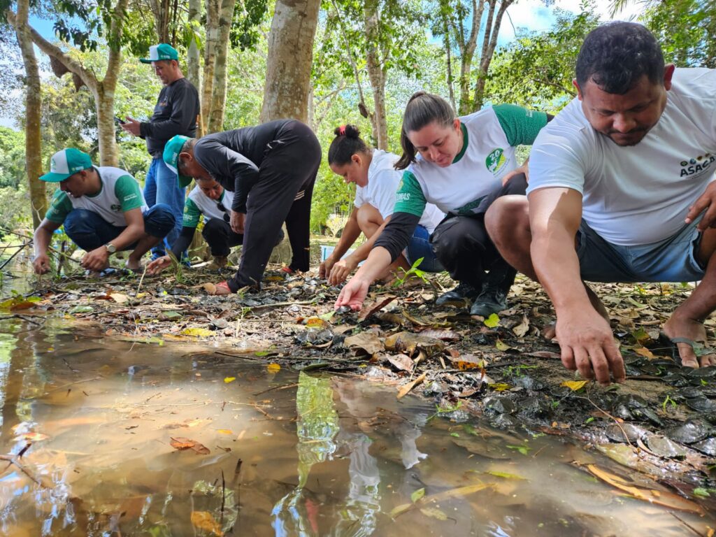 SEMA SOLTURA DE QUELONIOS APUI 20261