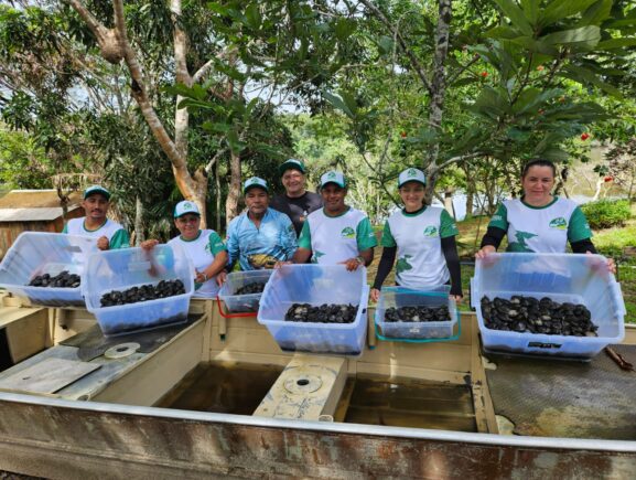 Sema realiza soltura de mais de 2,5 mil quelônios no sul do Amazonas