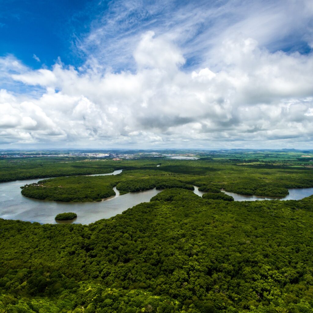 FLORESTA ACERVO SECOM