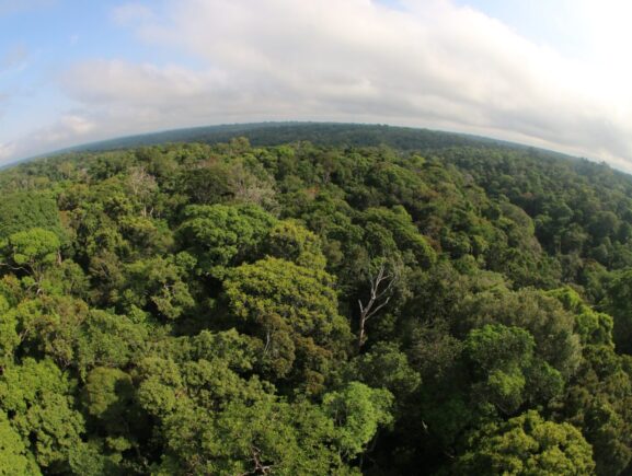 Área desmatada no Amazonas cai 57% nos cinco primeiros meses de 2026, apontam dados do In…