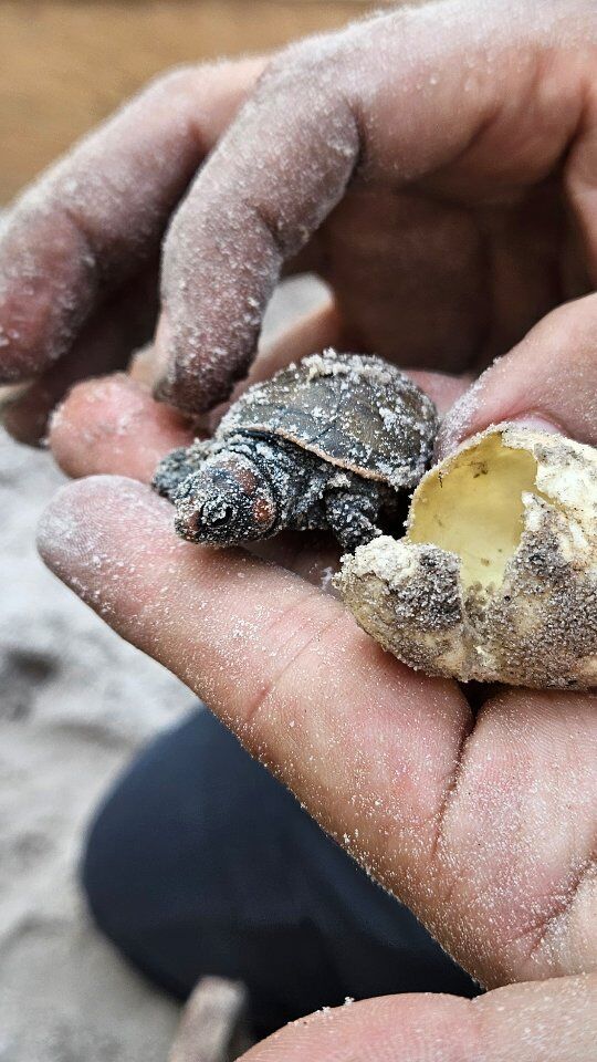 Novas vidas e esperança para a floresta 🐢🌳

A eclosão dos ovos de quelônios monitorados pela #SemaAmazonas iniciou na RDS do Rio Amapá, a Unidade de Conservação mais recente a receber o projeto de conservação dos bichinhos.

🥚Foram colocados na chocadeira cerca de 815 ovos de tracajá e irapuca. O monitoramento é realizado pelos moradores da comunidade Rio Novo, localizada no "trecho do meio" da BR-319.

O trabalho é uma parceria da #SemaAmazonas com o @dnitoficial, responsável pela gestão ambiental no entorno da estrada.

📲Leia mais no site da Sema (link na bio). 

#GovernoDoAmazonas #GovAm #MeioAmbienteAm #MonitoramentoAmbiental #Quelonios